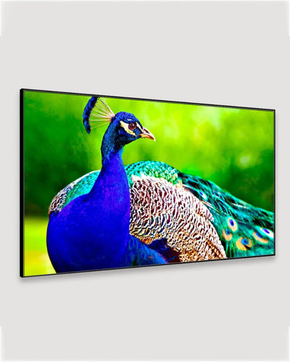 Beautiful Peacock Floating Framed Canvas Wall Painting 24x12 inches