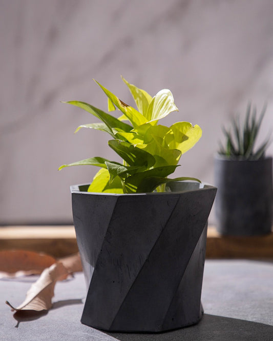 Large Elegant Design Dyoct Concrete Planter | 7 x 7 x 5 inches