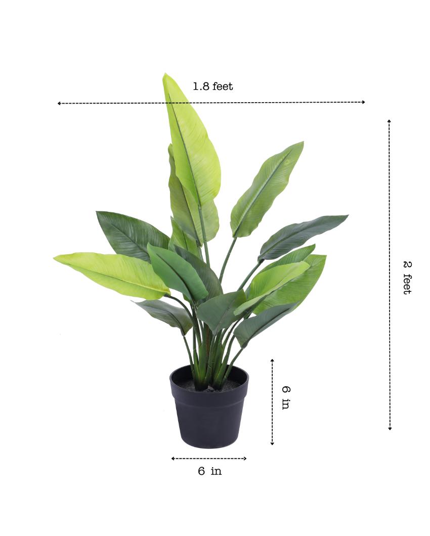 Inviting Artificial Banana Potted Plant | 2 Feet