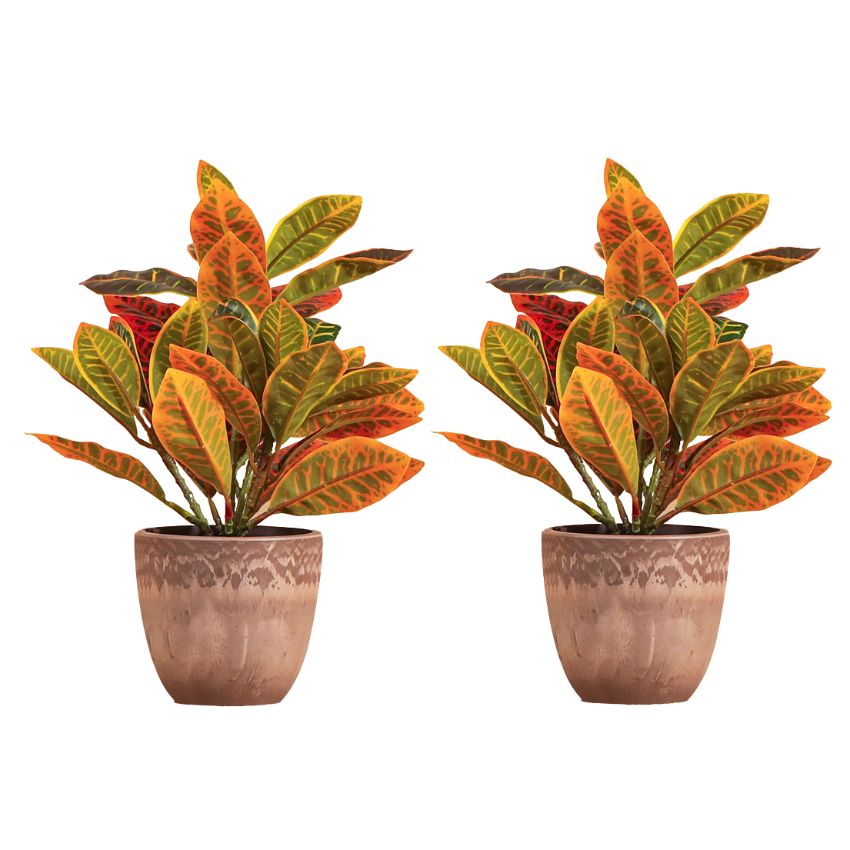 Artificial Potted Croton Plants Arrangement | Set of 2