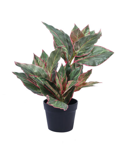 Artistic Artificial Green Dieffenbachia Potted Plant | 2 Feet