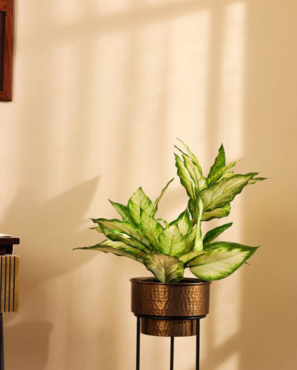 Artistic Artificial Green Dieffenbachia Potted Plant | 2 Feet