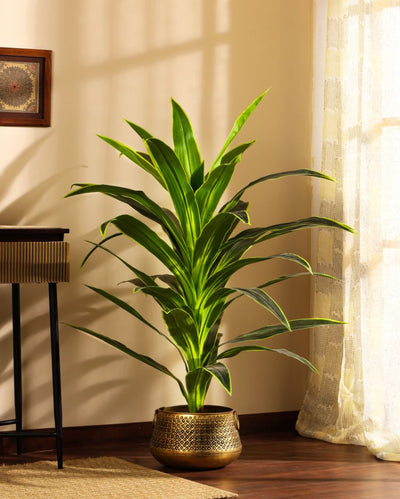 Versatile Artificial Dragon Plant with Black Pot | 4 Feet