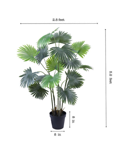 Beautiful Artificial Fan Palm with Black Pot | 5 Feet