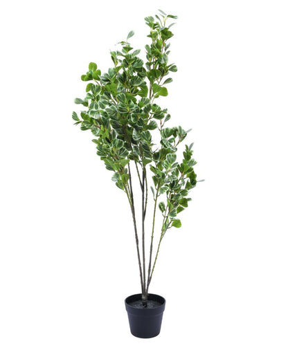 Decorative Artificial Schefflara Plant with Black Pot | 4 Feet