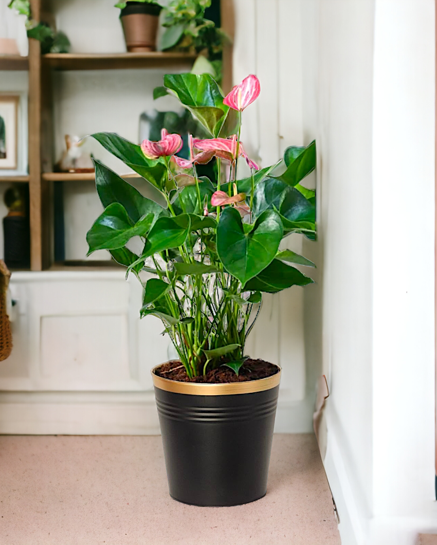 Bucket Metal Planters | Set of 3