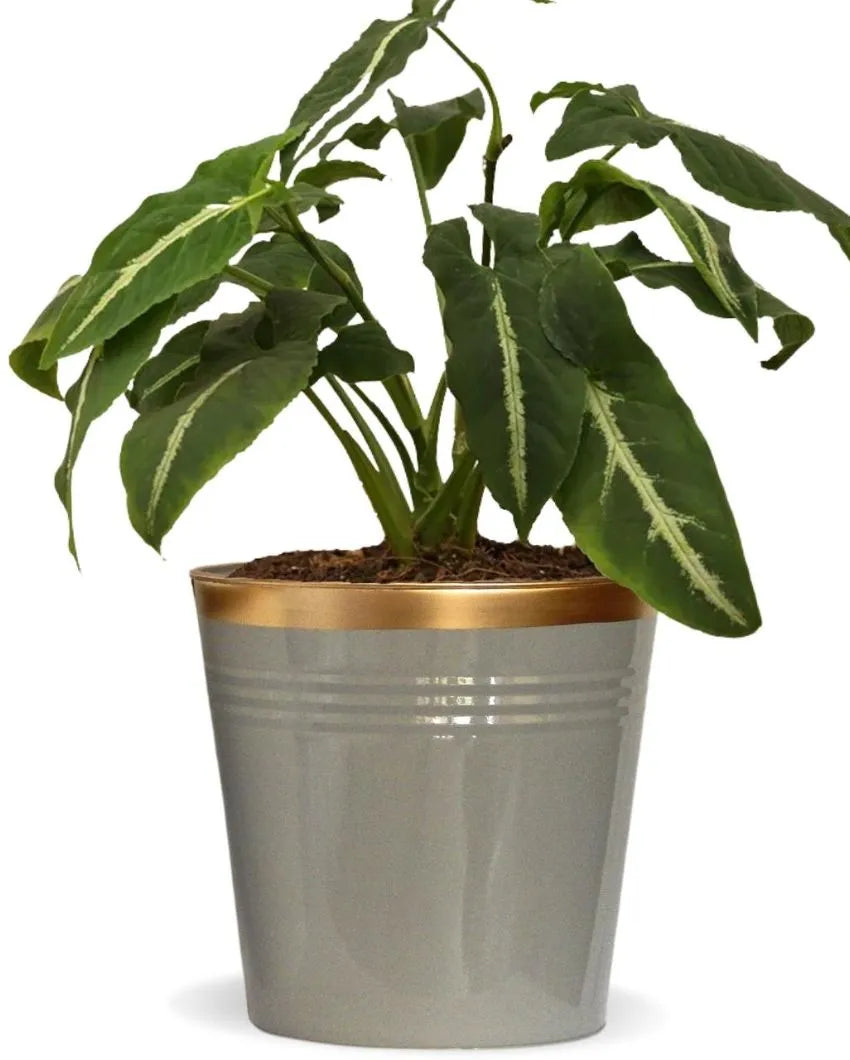 Bucket Metal Planters | Set of 3