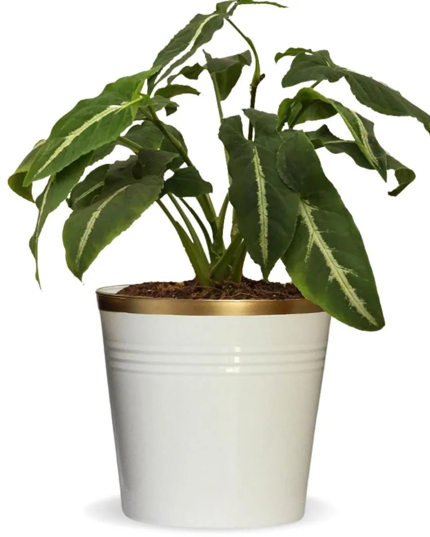 Bucket Metal Planters | Set of 3