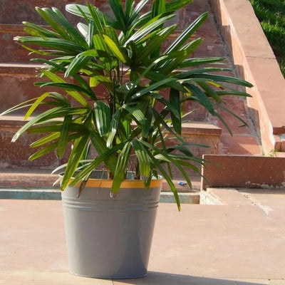 Grey Color Metal Planter For Living Room Default Title