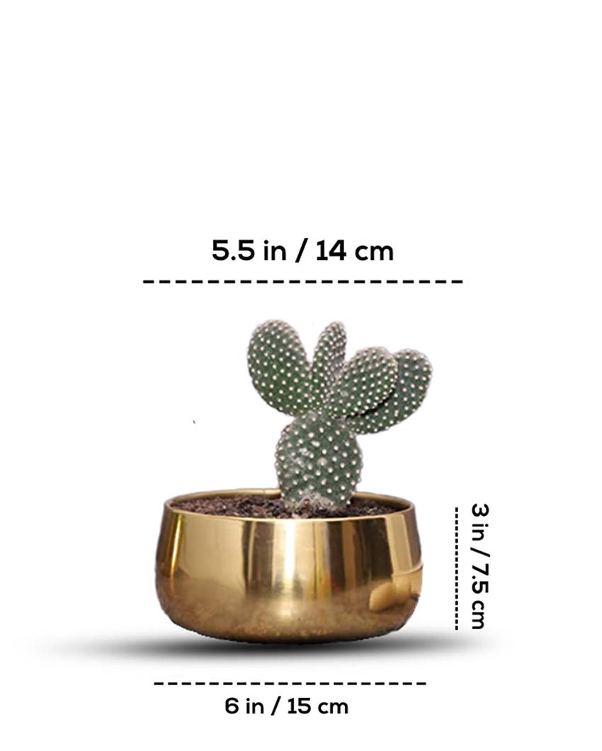 Estera Gold Metal Planters | Set Of 2 | 6 x 3 inches | Plant not included