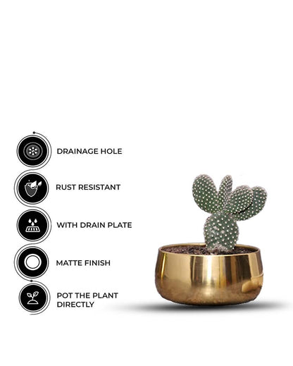 Estera Gold Metal Planters | Set Of 2 | 6 x 3 inches | Plant not included