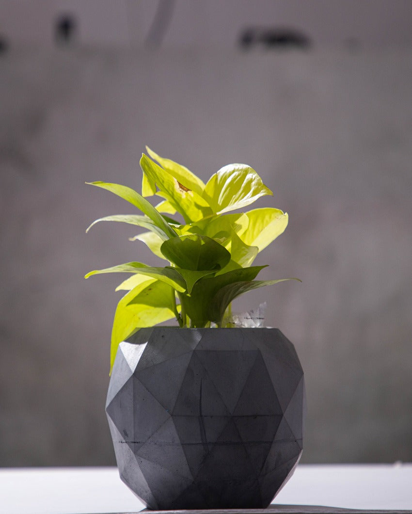 Multi Sided Unique Design Fascinating Facet Concrete Planter | 6 x 6 x 5 inches