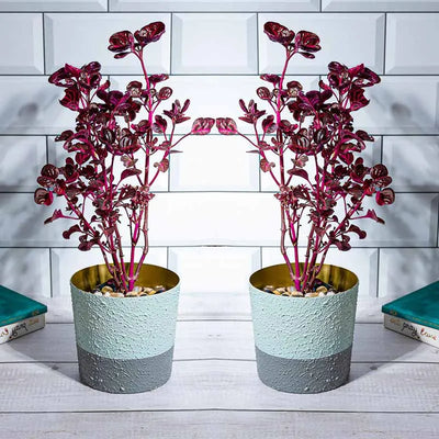 Botanical Bliss Planter | Set of 2 | Plant Not Included