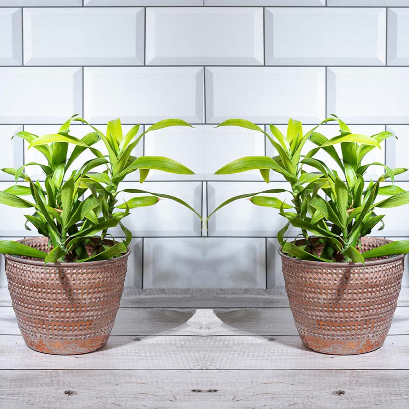 Engraved Harmony Planter | Set of 2