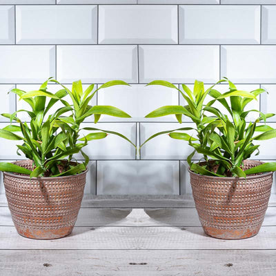 Engraved Harmony Planter | Set of 2