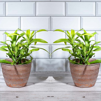 Engraved Harmony Planter | Set of 2