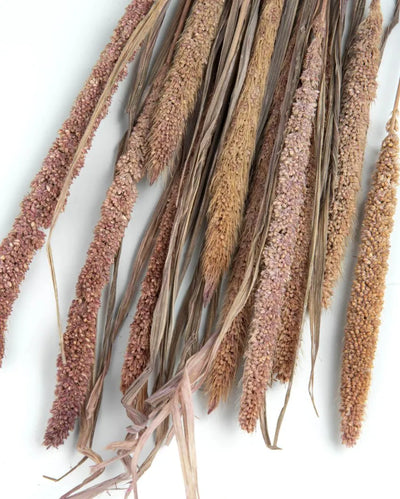 Millet Natural Dried Botanical | 10 Pieces | 27 inches