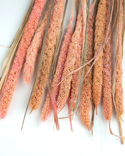 Pink Millet Natural Dried Botanical | 10 Pieces | 2.2 feet