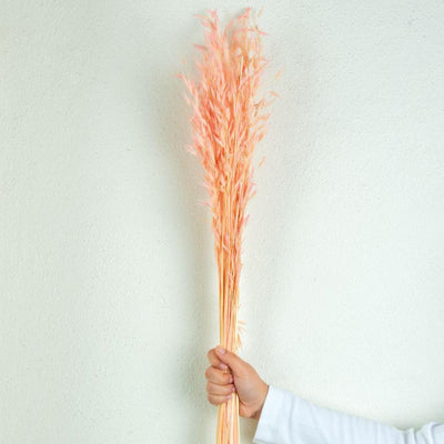 Havana Natural Dried Botanical Grass | 2.5 feet | Pink