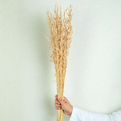 Havana Natural Dried Botanical Grass | 2.5 feet | Brown