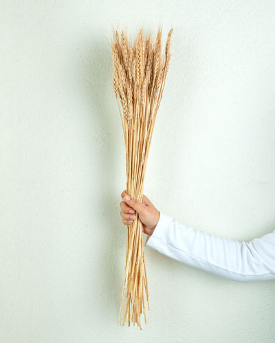 Wheat Natural Dried Botanical Grass | 2 feet | Brown