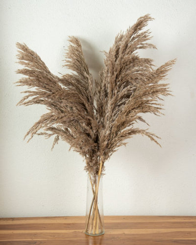 Pampas Natural Dried Botanical Grass | 5 Stems | 39 inches