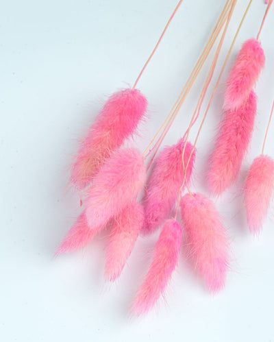 Pink Natural Dried Bunnytail Lagarus | 10 Stems | 1 feet