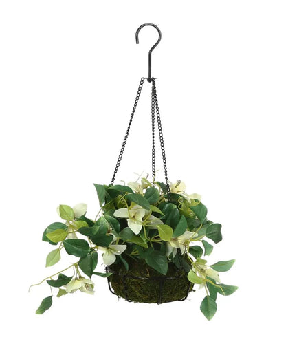 Bougainvillea Hanging Plant Flower with Pot & Metal Basket | 7 inches