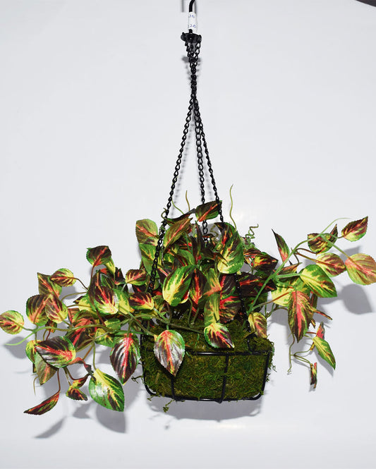 Coleus Hanging Flower with Pot & Metal Basket | 7 inches