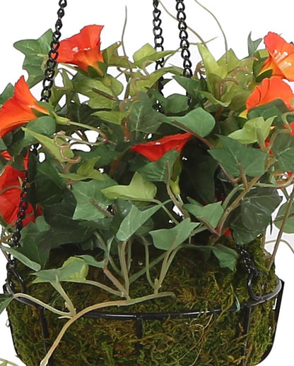 Morning Glory Hanging Flower with Pot & Metal Basket | 7 inches