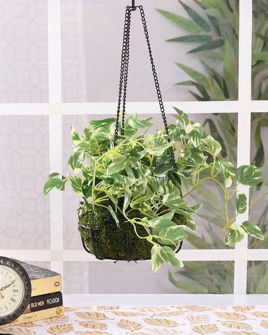 Pothos Hanging Flower with Pot & Metal Basket | 7 inches