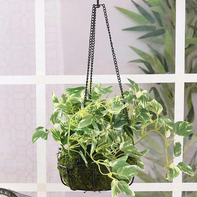 Pothos Hanging Plant Flower with Pot & Metal Basket | 7 inches