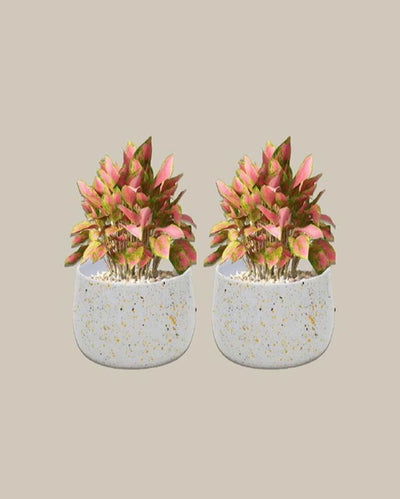 Stylish Speckled Metal Planter Without Plant | Set of 2 | 6 x 3 inches