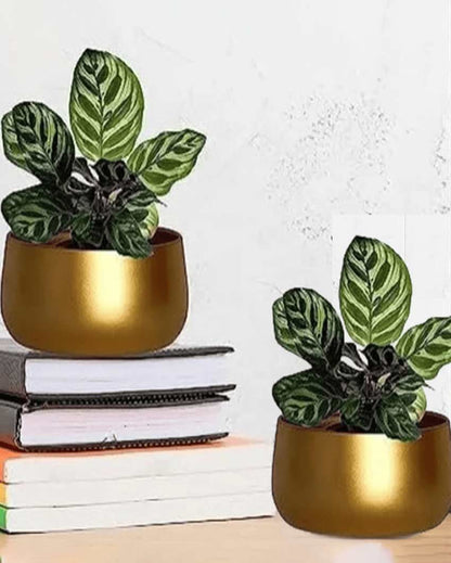 Stylish Drainage Hole Metal Plant Pots Without Plant | Set of 2 | 6 x 3 inches