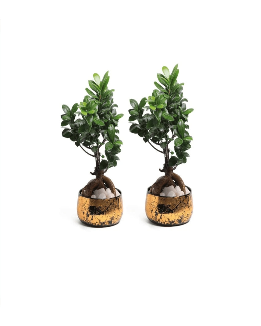 Elegant Handi Planter Pots Without Plants | Set of 2