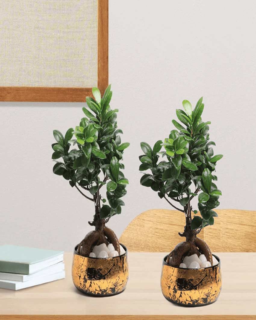 Elegant Handi Planter Pots Without Plants | Set of 2