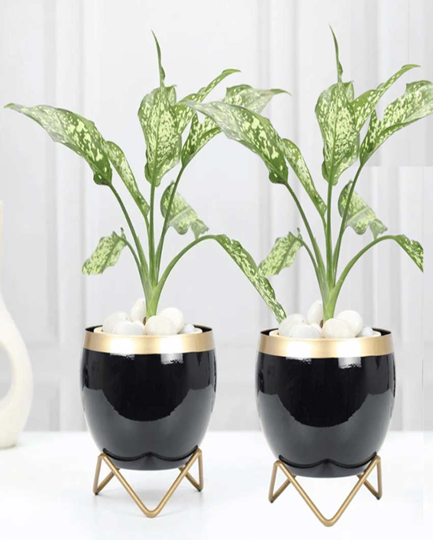 Compact Table Pot With Stands Without Plant | Set of 2 | 6 x 5 inches