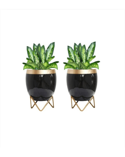 Compact Table Pot With Stands Without Plant | Set of 2 | 6 x 5 inches