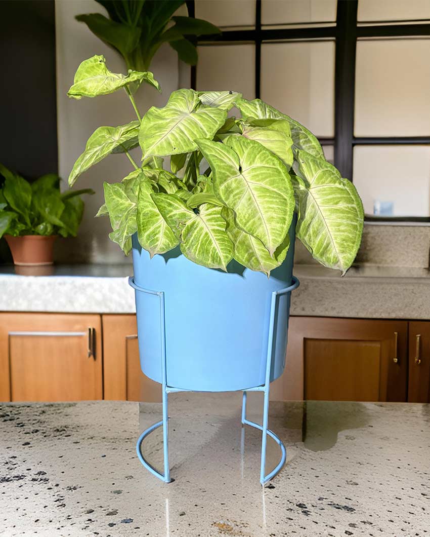 Versatile Pot With Stands Without Plant | 7 x 12 inches