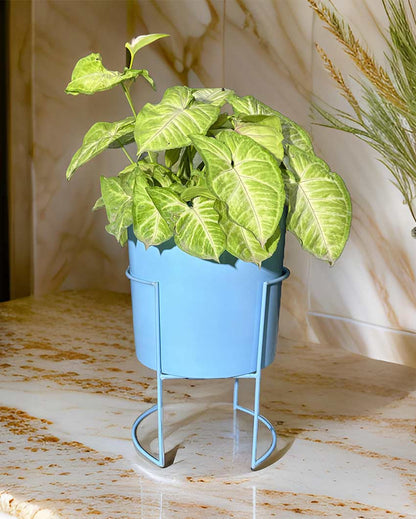 Versatile Pot With Stands Without Plant | 7 x 12 inches