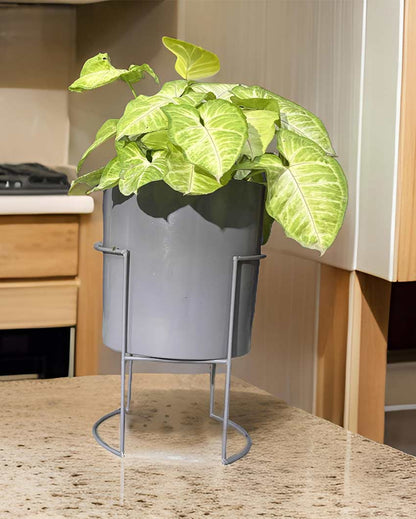 Versatile Pot With Stands Without Plant | 7 x 12 inches