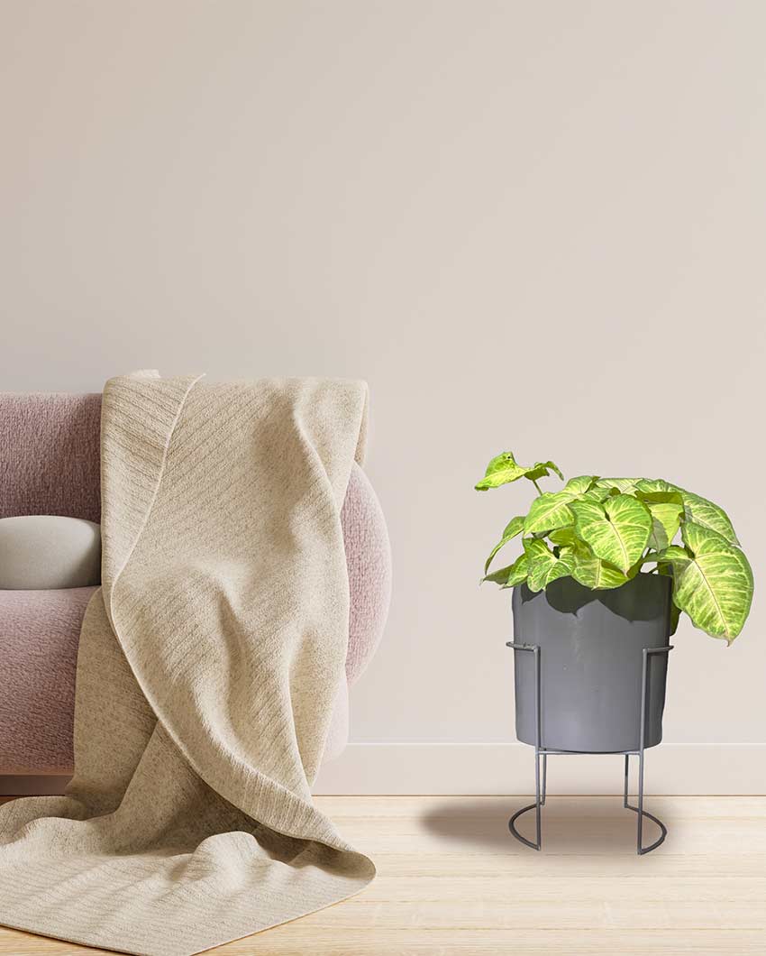 Versatile Pot With Stands Without Plant | 7 x 12 inches