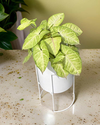 Versatile Pot With Stands Without Plant | 7 x 12 inches