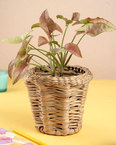 Natural Water Hyacinth Handcrafted Plant Basket | 5 x 5.5 inches