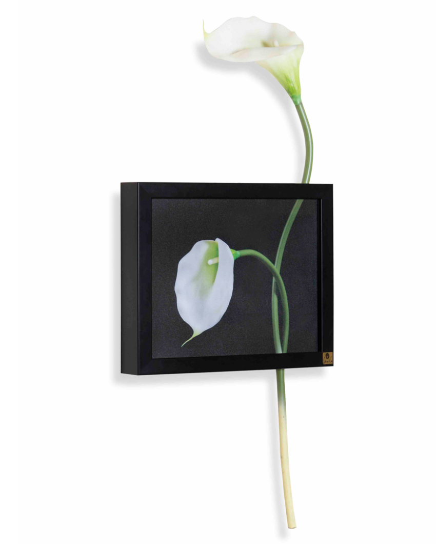 Cala Lily Horizontal Wall Art