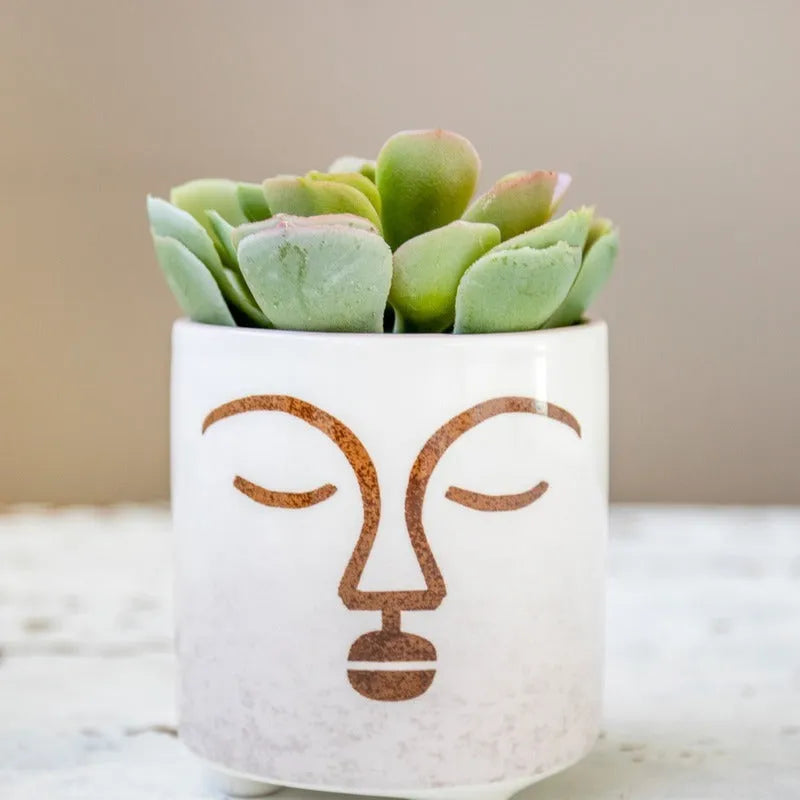 Mini Planter with Terracotta Face Design Default Title