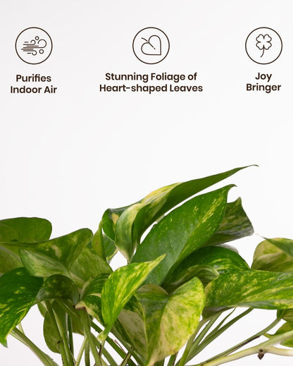 Money Variegated Indoor Live Plant with Aura Self Watering Pot | 2 ft