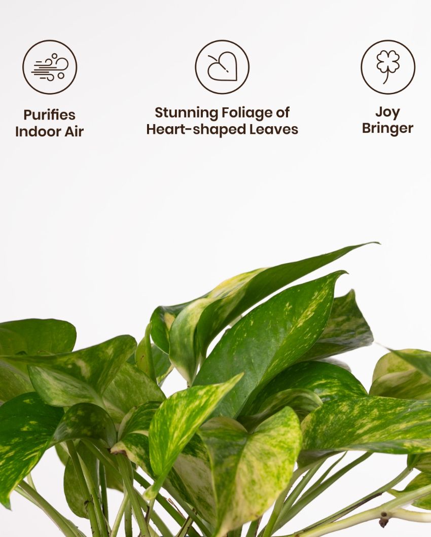 Money Variegated Indoor Live Plant with Aura Self Watering Pot | 2 ft