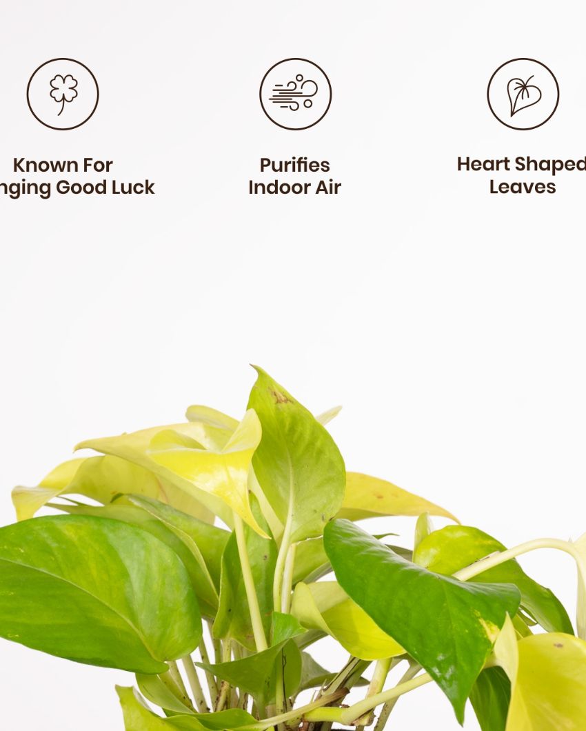 Golden Money Indoor Live Plant with Aura Self Watering Pot | 2 ft