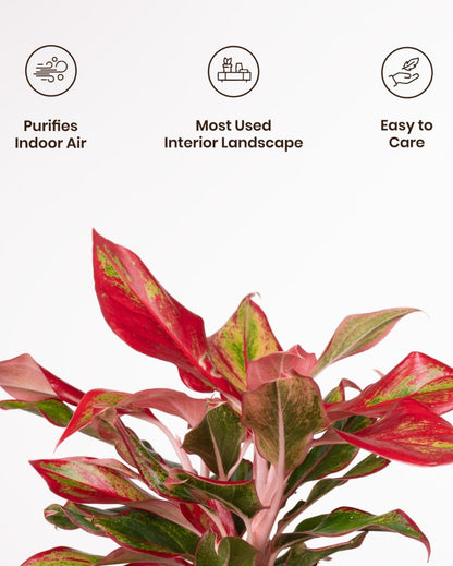 Aglaonema Lipstick Indoor Live Plant with Aura Self Watering Pot | 2 ft